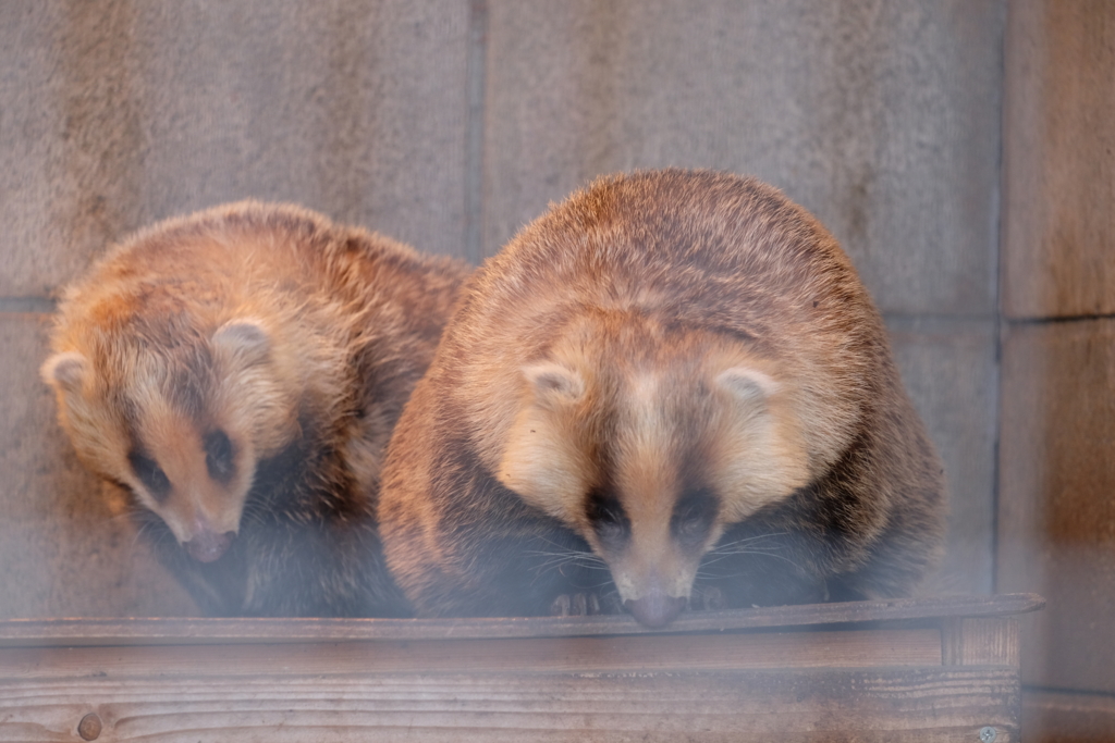 f:id:xoc:20170224114258j:plain