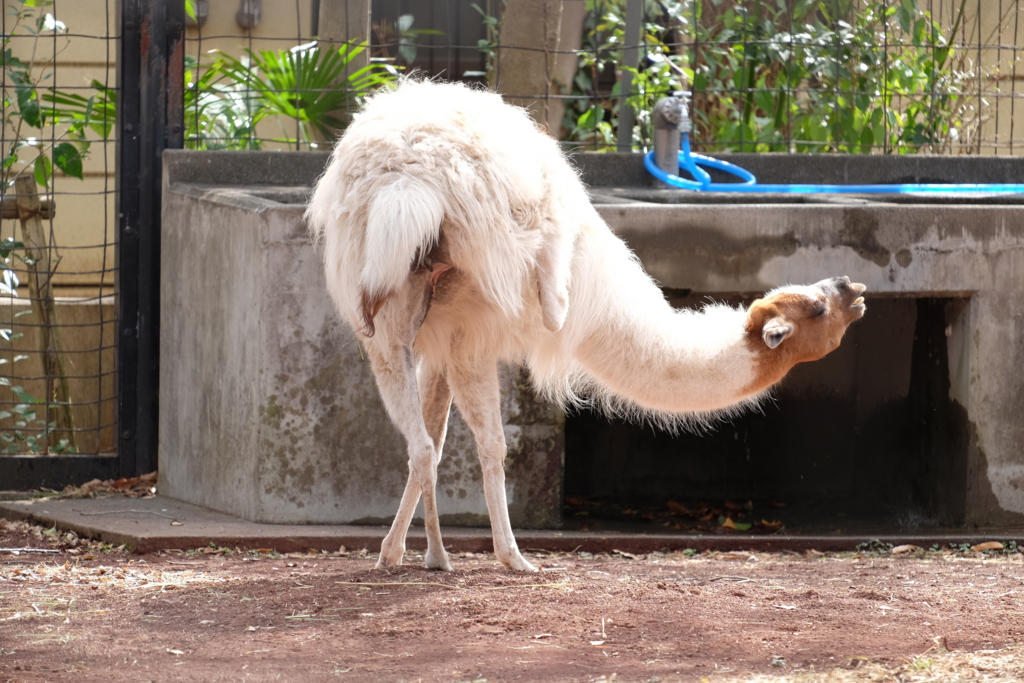 f:id:xoc:20170224114725j:plain