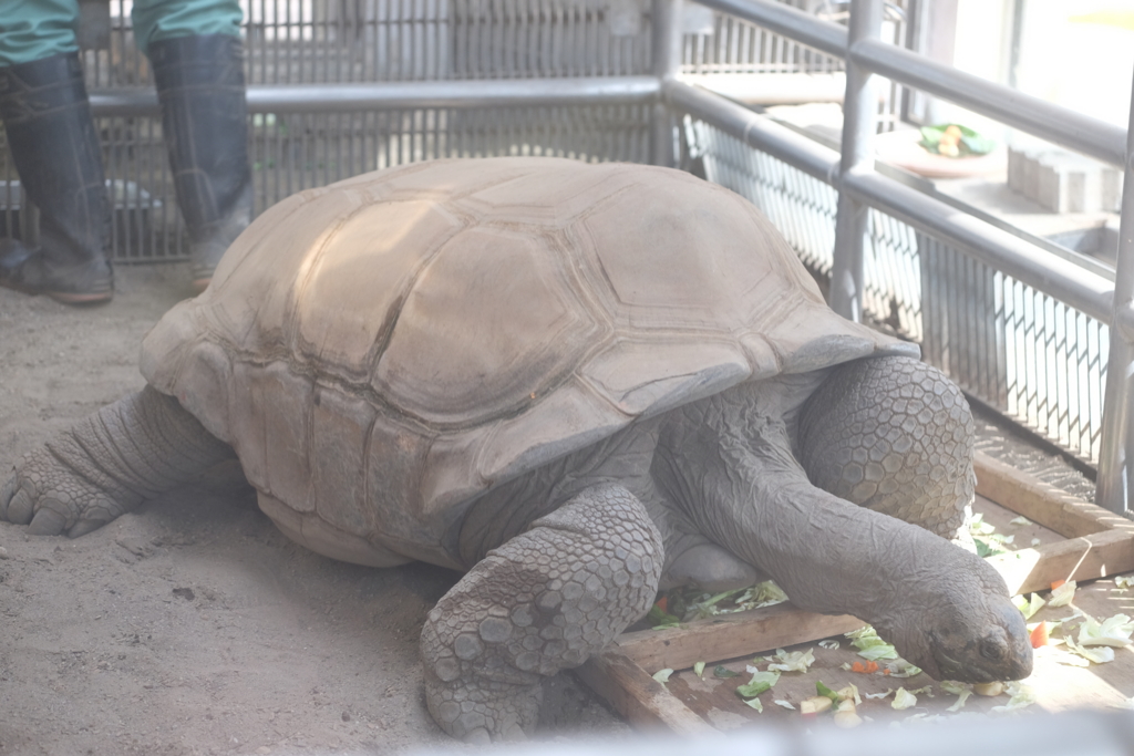 f:id:xoc:20170224115057j:plain