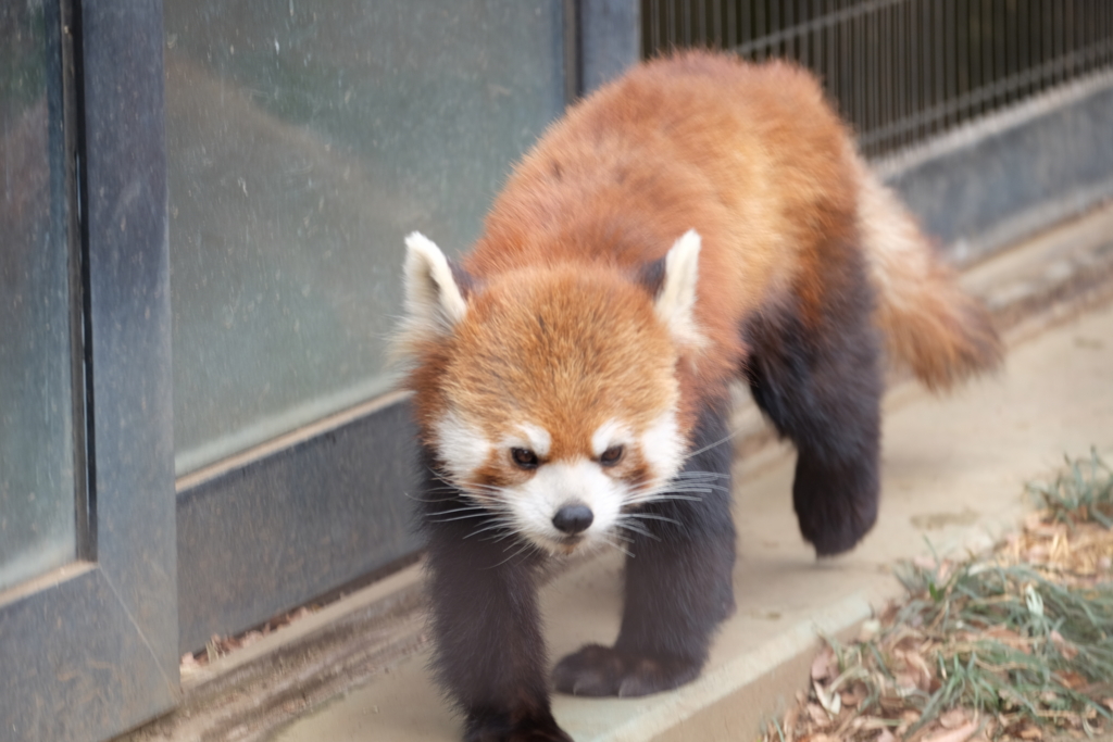 f:id:xoc:20170224115445j:plain