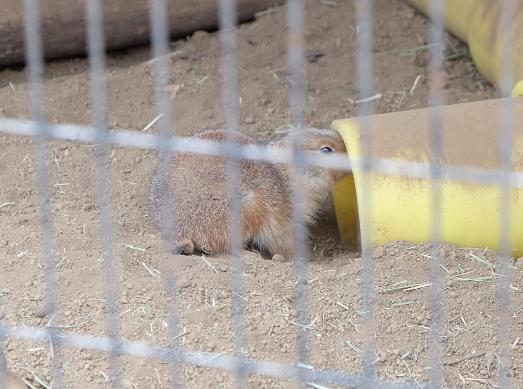 f:id:xoc:20170311105627j:plain