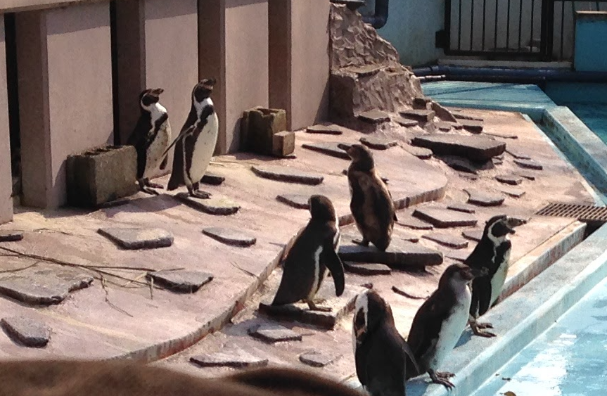 f:id:xoc:20170313122206p:plain