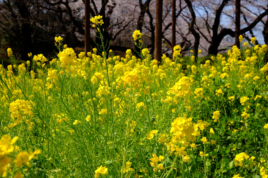 f:id:xoc:20170404132519j:plain f:id:xoc:20170404132519j:plain