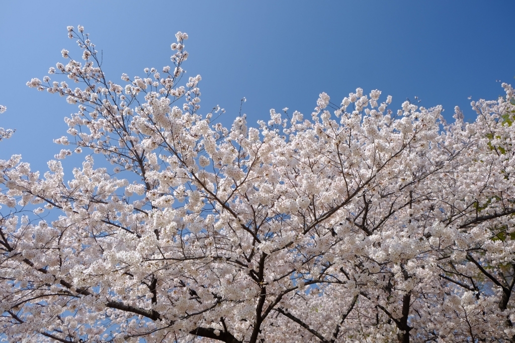 f:id:xoc:20180329094736j:plain