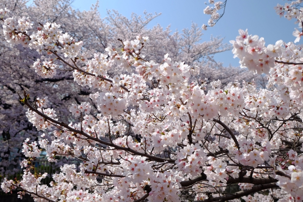 f:id:xoc:20180329100448j:plain