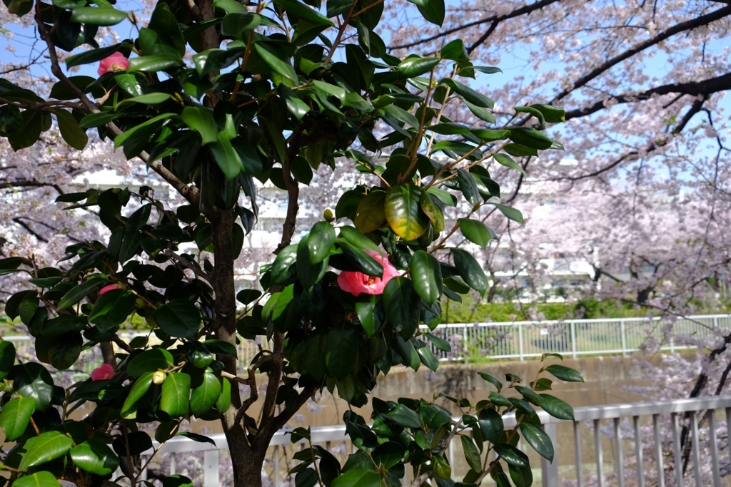 f:id:xoc:20180329101304j:plain
