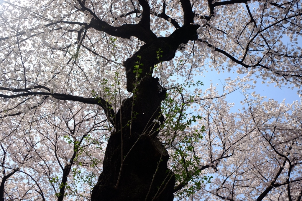 f:id:xoc:20180329122624j:plain