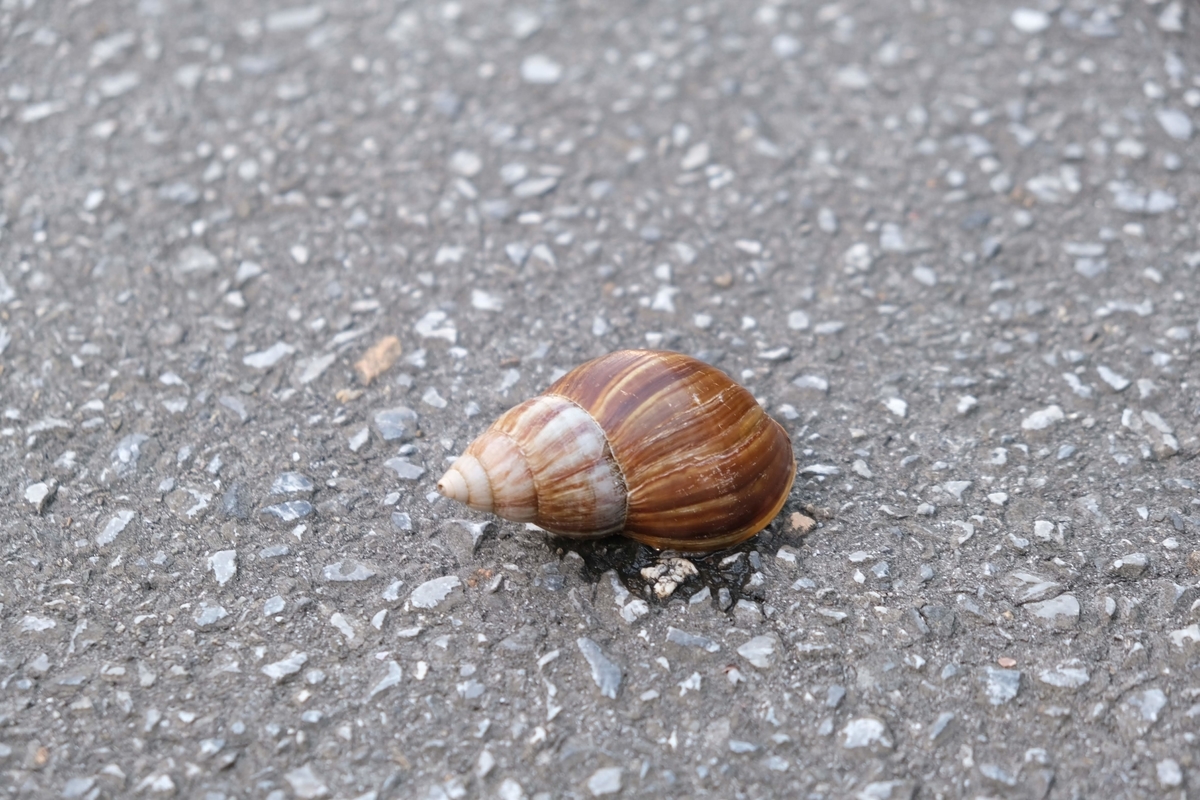 f:id:xoc:20190805063247j:plain