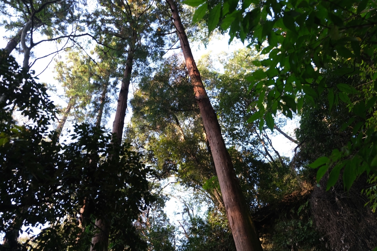 f:id:xoc:20201103151258j:plain