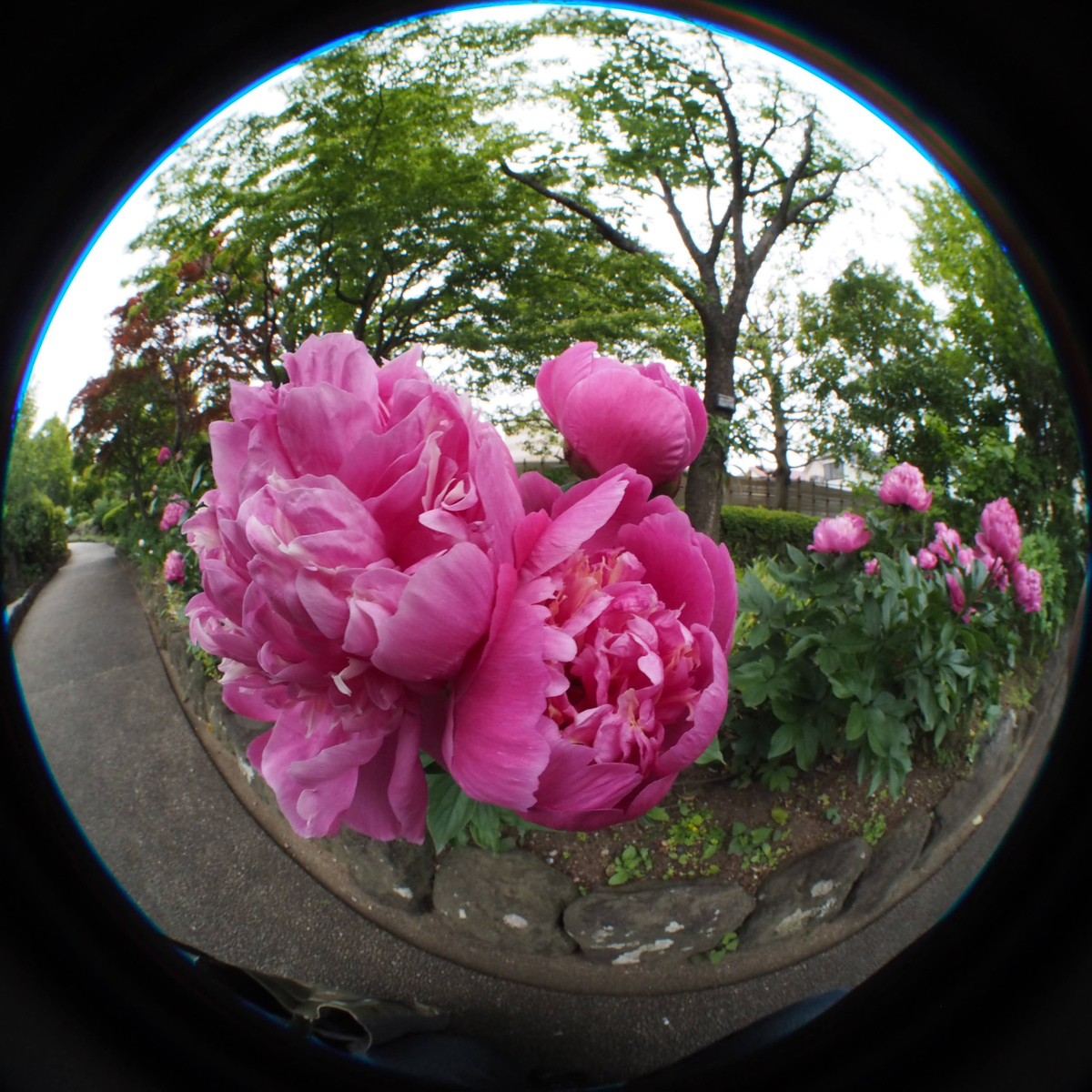 Meike 3.5mm F2.8マイクロフォーサーズ円周魚眼レンズ（画角220度）を