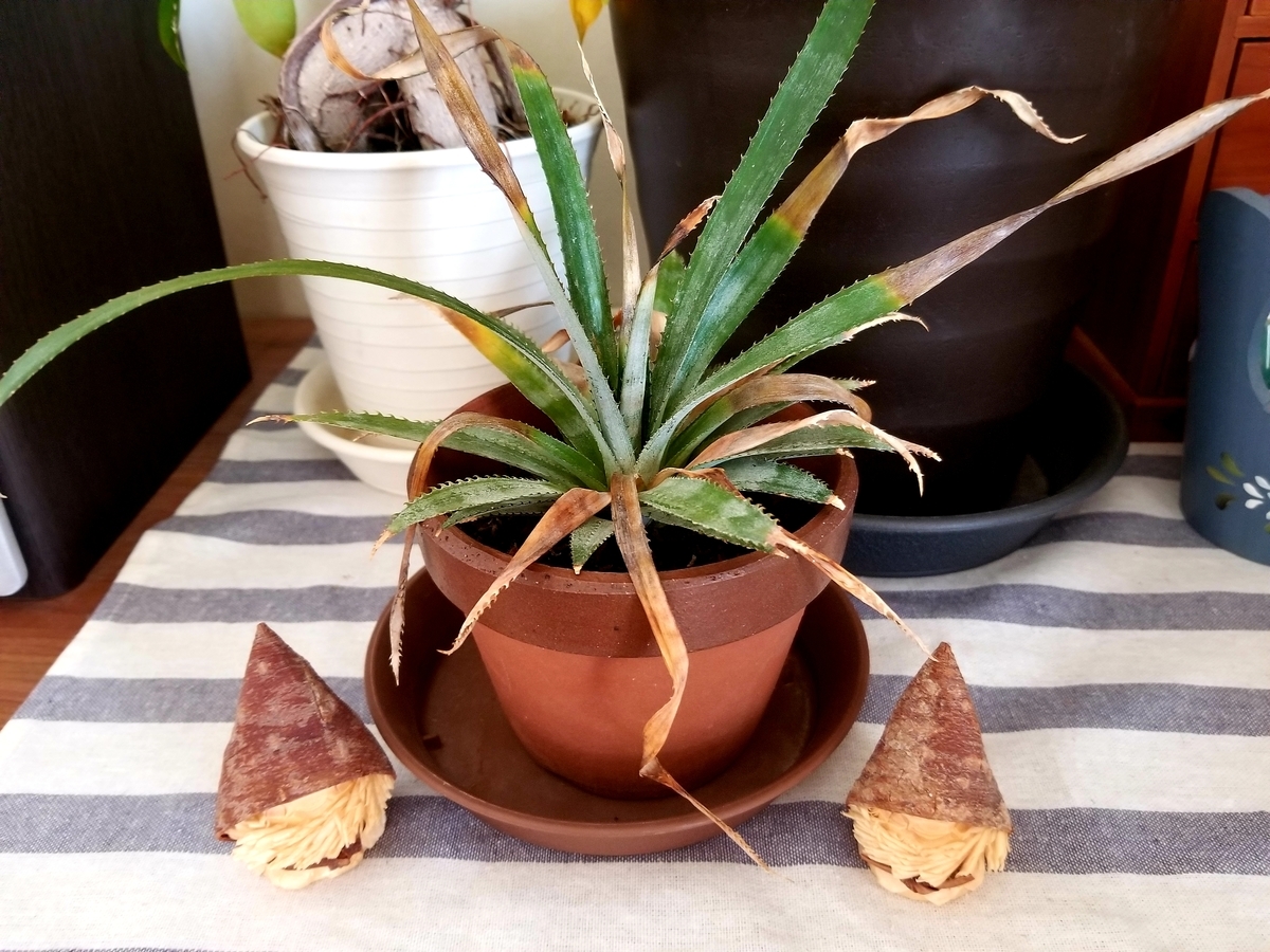 f:id:xoyu-nxo:20190414101243j:plain f:id:xoyu-nxo:20190414101243j:plain