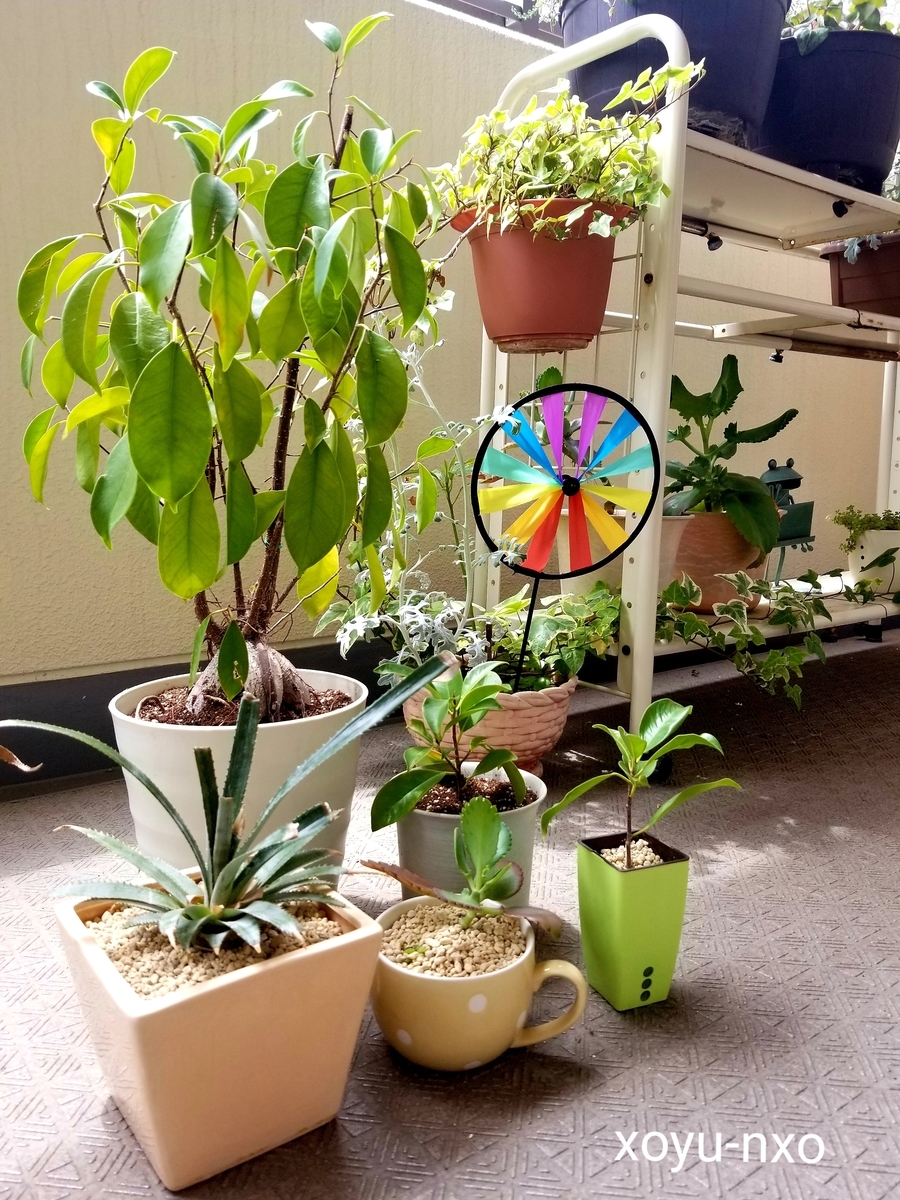 f:id:xoyu-nxo:20190509153817j:plain f:id:xoyu-nxo:20190509153817j:plain