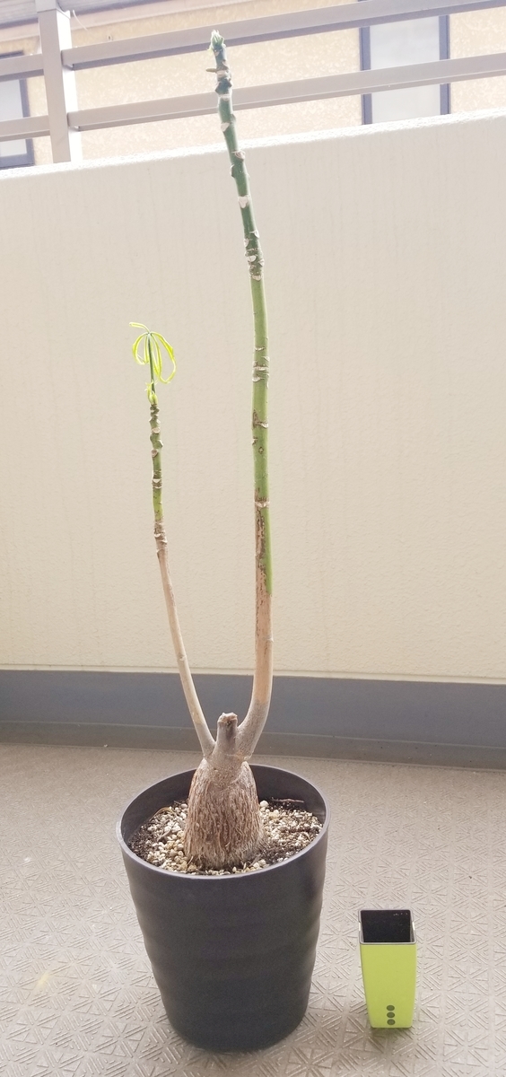 f:id:xoyu-nxo:20190514220744j:plain f:id:xoyu-nxo:20190514220744j:plain