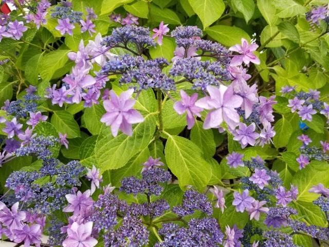 f:id:xoyu-nxo:20200614213122j:image