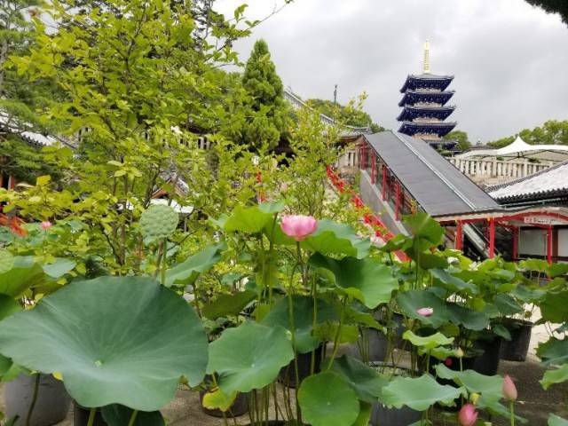 f:id:xoyu-nxo:20200706114338j:image f:id:xoyu-nxo:20200706114338j:image