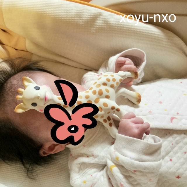 キリンのソフィ―