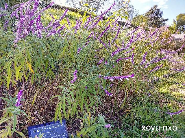 f:id:xoyu-nxo:20211107232017j:image f:id:xoyu-nxo:20211107232017j:image