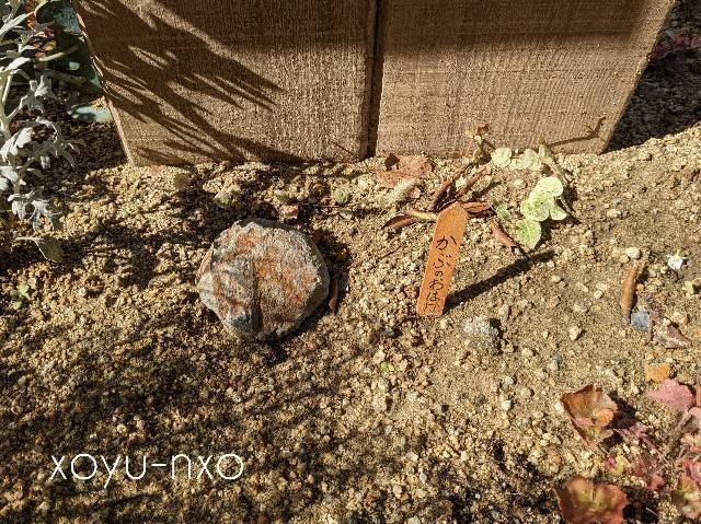 f:id:xoyu-nxo:20221021103349j:image f:id:xoyu-nxo:20221021103349j:image