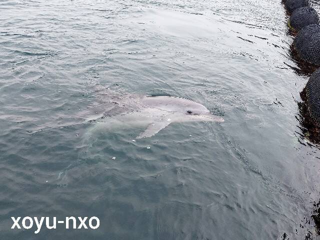 f:id:xoyu-nxo:20230209111712j:image