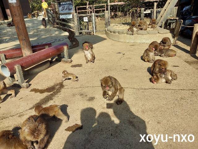 f:id:xoyu-nxo:20230209111801j:image