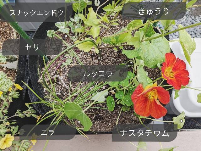 f:id:xoyu-nxo:20230424184813j:image