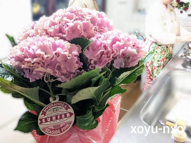 f:id:xoyu-nxo:20230514214943j:image f:id:xoyu-nxo:20230514214943j:image