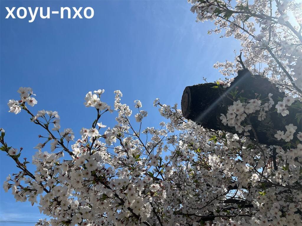 f:id:xoyu-nxo:20240418122234j:image