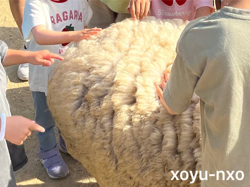 f:id:xoyu-nxo:20240527132418j:image