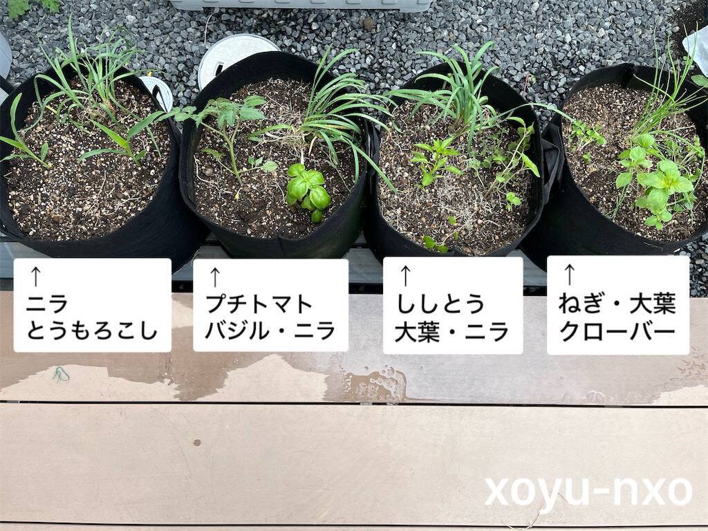 f:id:xoyu-nxo:20240617160226j:image