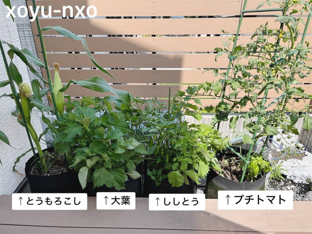 f:id:xoyu-nxo:20240617161857j:image