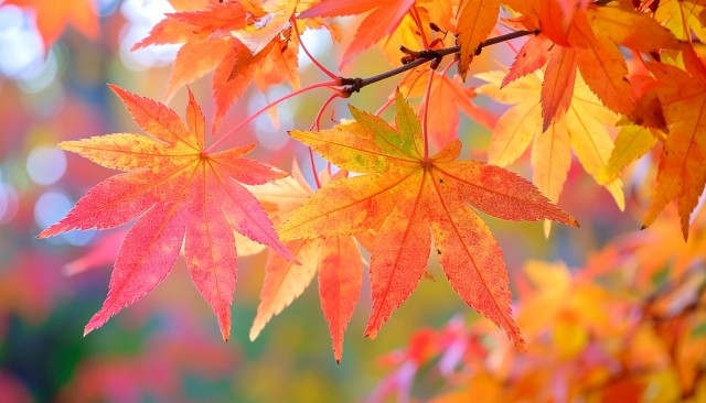 f:id:xun-dfsp:20251121180037j:image