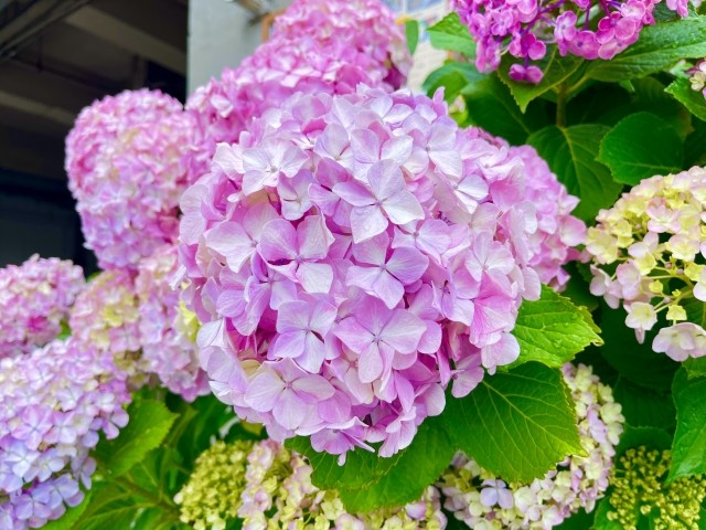 f:id:xun-dfsp:20260621135611j:image