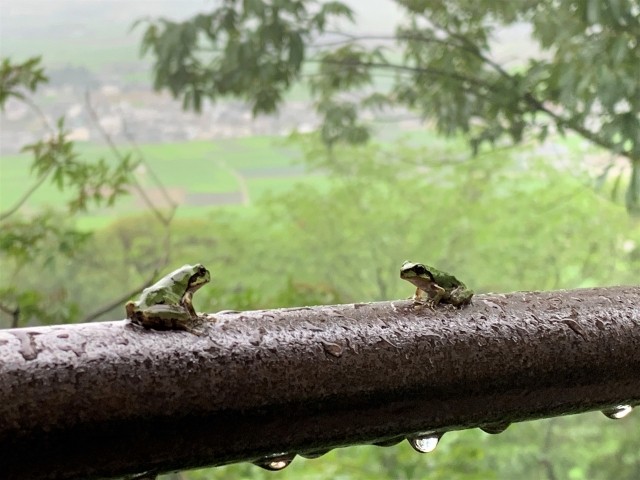 f:id:xun-dfsp:20260626111249j:image