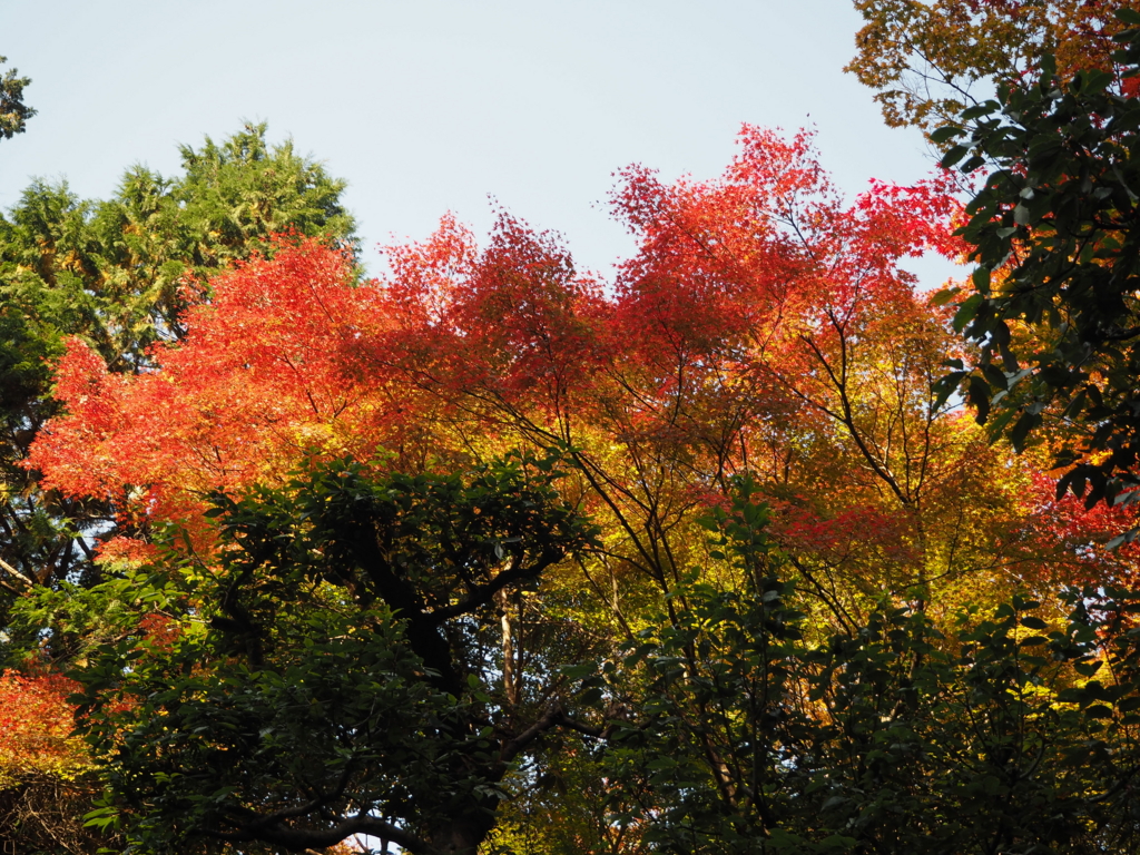 f:id:xusanyanx:20161124191953j:plain f:id:xusanyanx:20161124191953j:plain