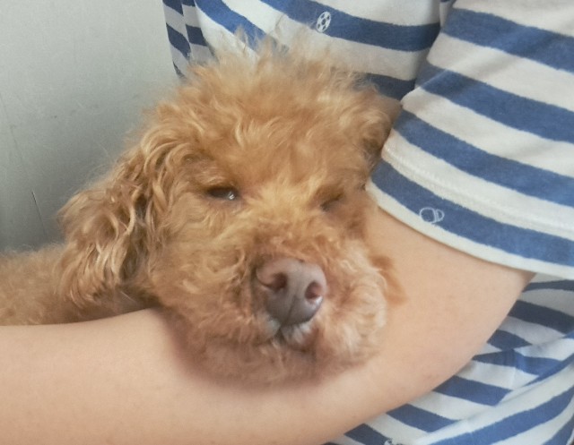 f:id:xuse:20240724134202j:image