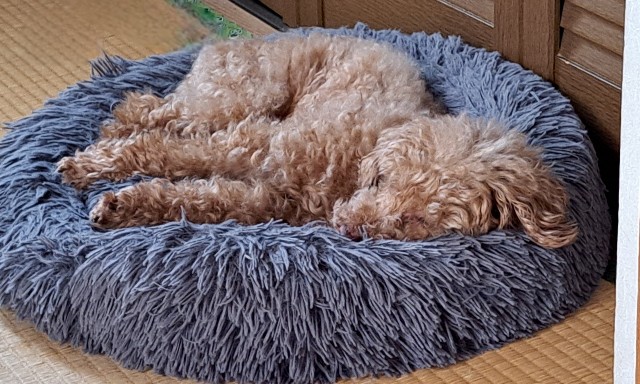 f:id:xuse:20240724215254j:image