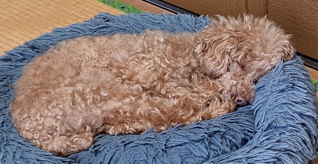 f:id:xuse:20240724224145j:image