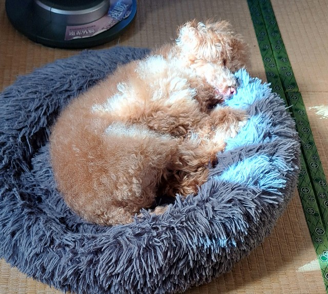 f:id:xuse:20241129110051j:image