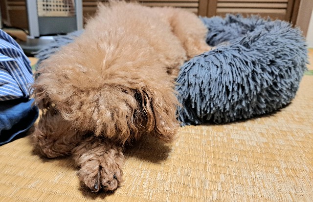 f:id:xuse:20241129110121j:image