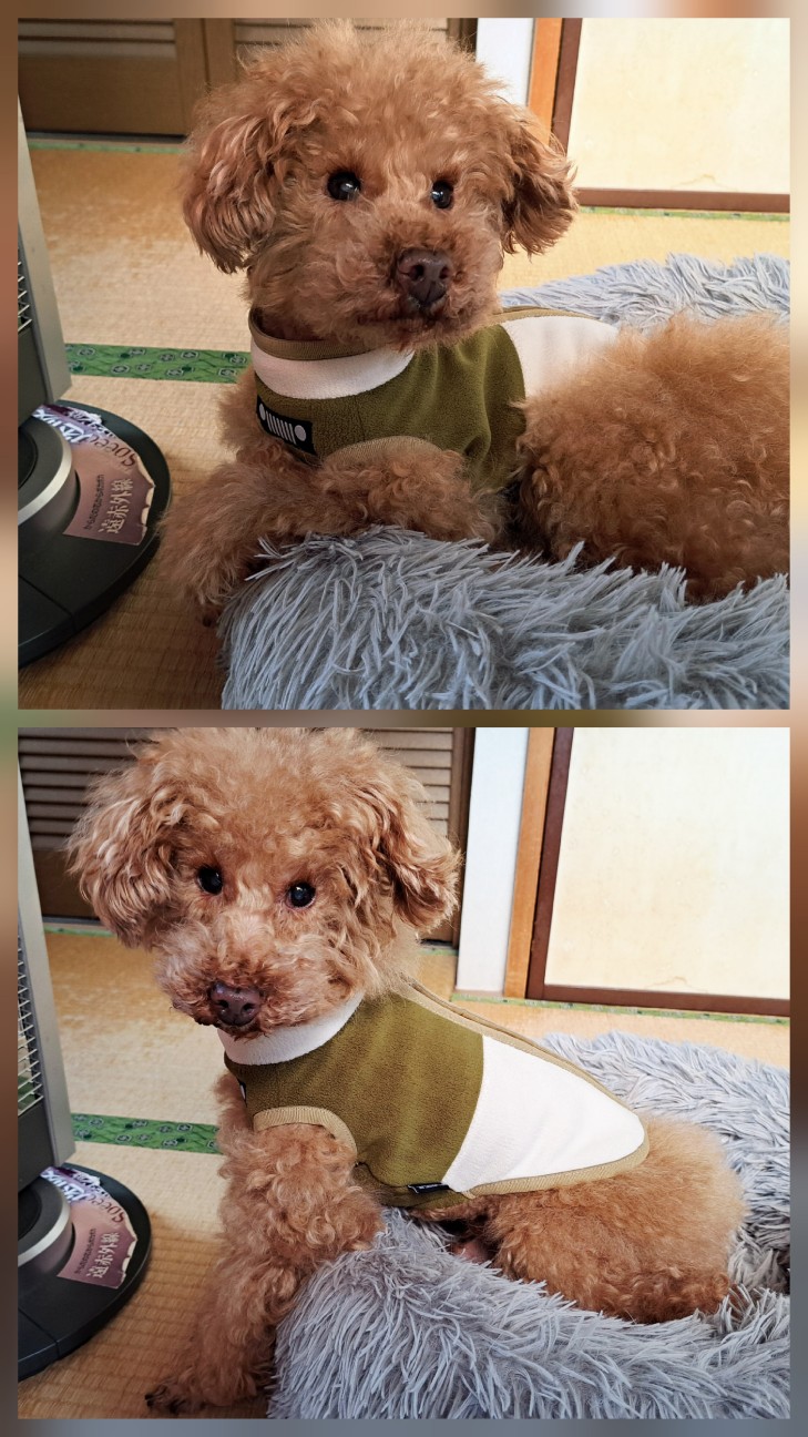 f:id:xuse:20251120162857j:image