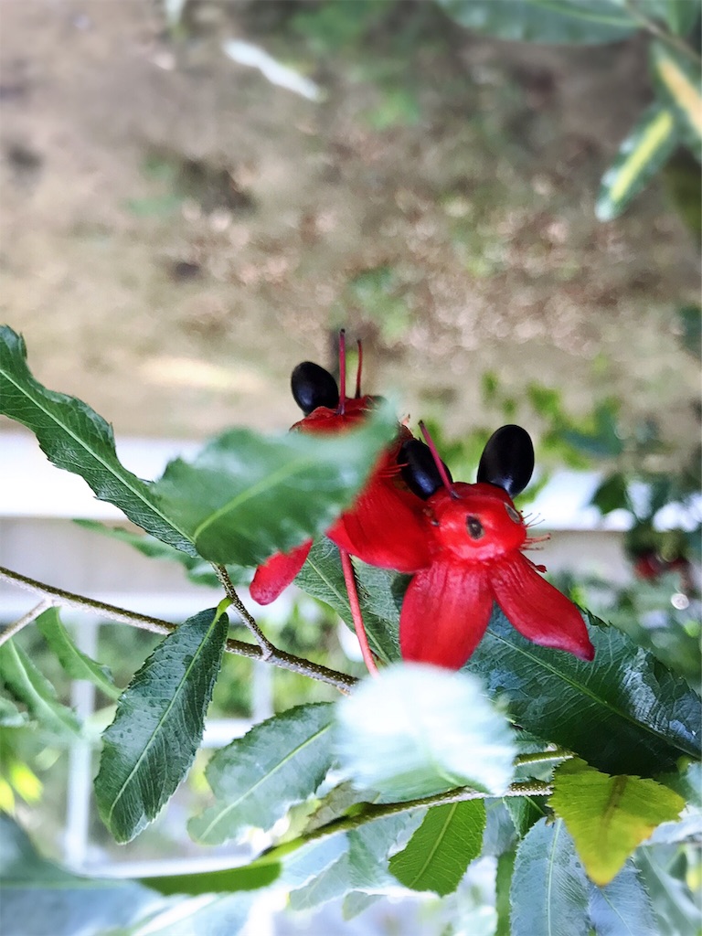 f:id:xusii:20190527223026j:image f:id:xusii:20190527223026j:image