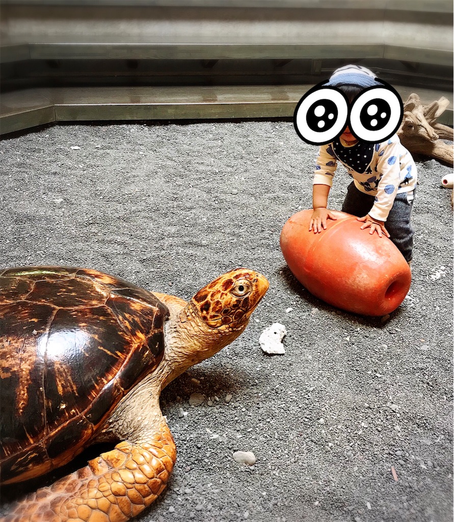 f:id:xusii:20190527223038j:image f:id:xusii:20190527223038j:image
