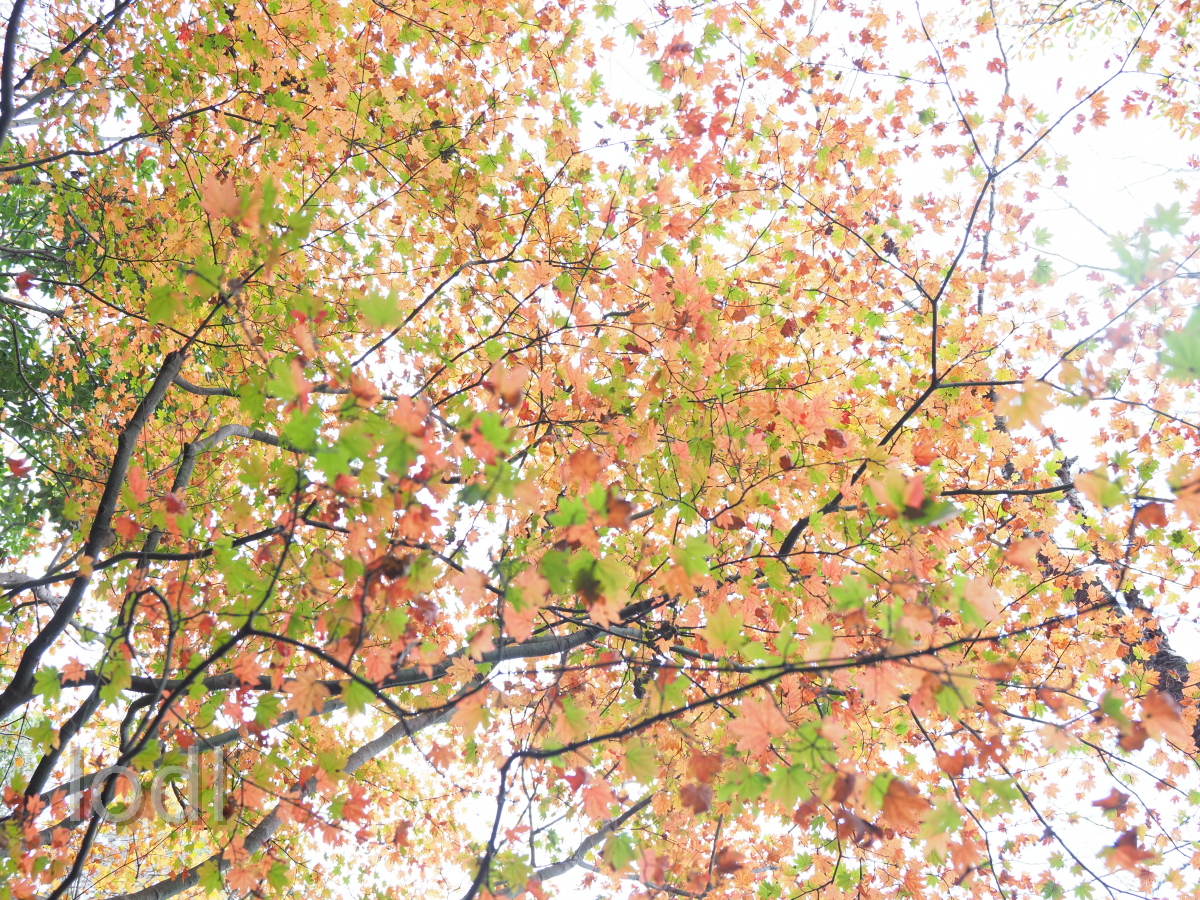 f:id:xv_live:20201201222121j:plain
