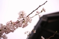 20100401145533