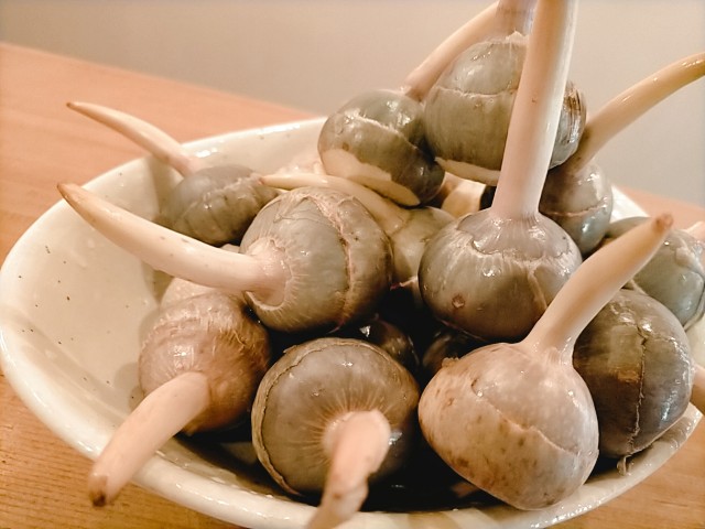 f:id:xxhdq705:20201210114347j:image