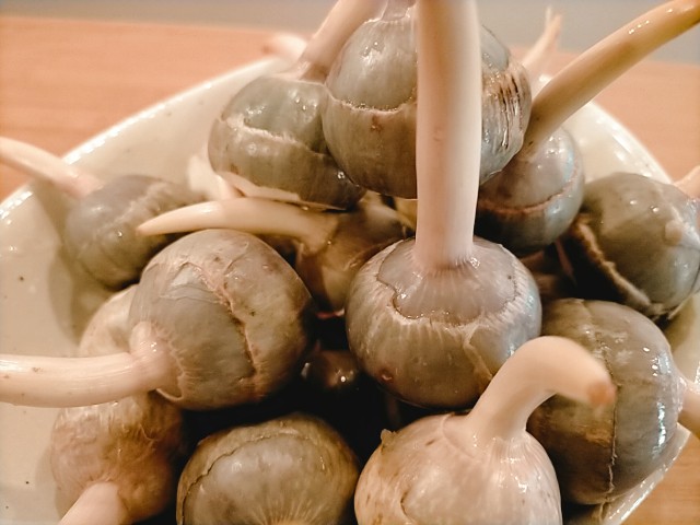 f:id:xxhdq705:20201210114408j:image