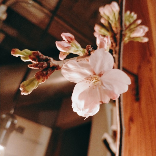 f:id:xxhdq705:20220327085624j:image f:id:xxhdq705:20220327085624j:image