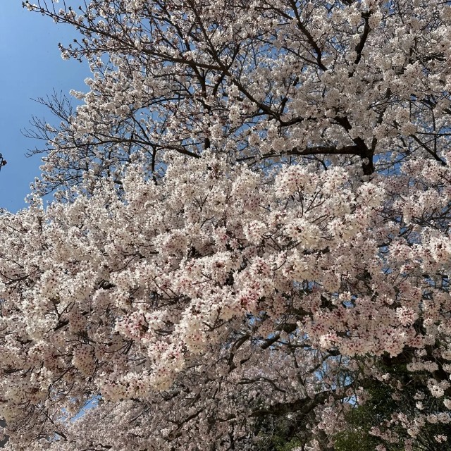 f:id:xxhdq705:20230403104651j:image