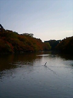 秋の井の頭公園