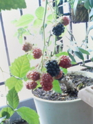 f:id:xxkyrixx:20080803131820j:image f:id:xxkyrixx:20080803131820j:image